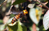What Are The Giant Asian Hornets and Why Are They Dangerous To Bees