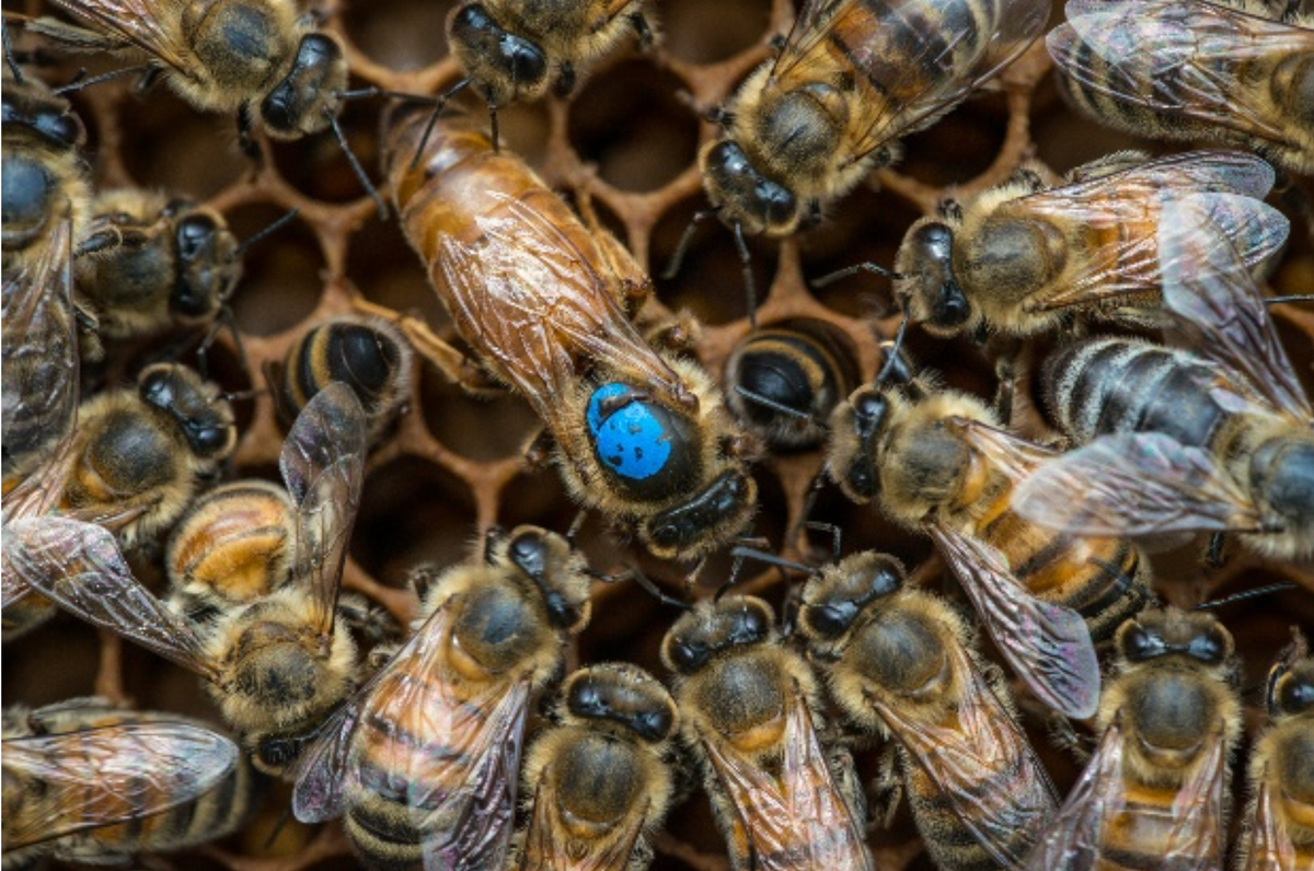 5 Fascinating Facts about the Queen Bee – Chandler Honey