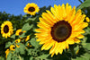 Biodegradable Material Made From Sunflower