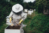 Saving Bees - Q&A