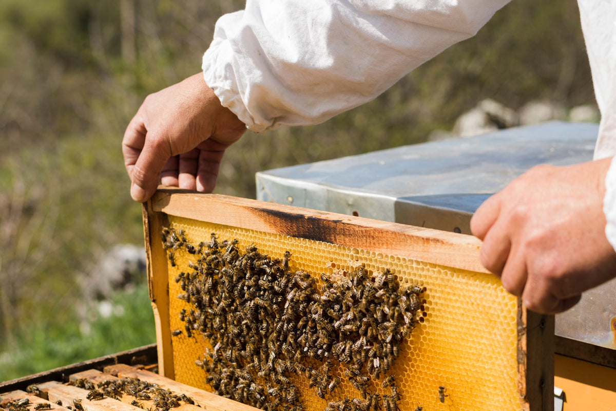 What is Sustainable Beekeeping? – Bee Kind Shop