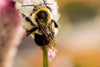 Fun Facts About Honey Bees