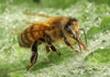How To Prepare Your Bees for Extreme Heat