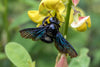 Everything You Need To Know About Carpenter Bees