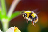 7 Amazing Facts You May Not Know About Bumblebees