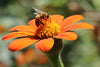 How To Attract Bees To Your Garden