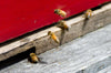 Identifying 3 Different Types of Honey Bees