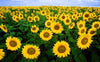 5 Good Reasons To Grow Sunflowers In Your Garden